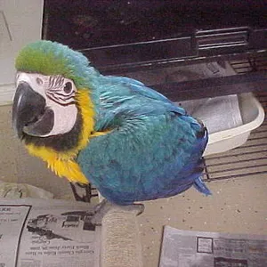 6дома,  поднятые и зарегистрирован синих и золотых попугаи ара для прод