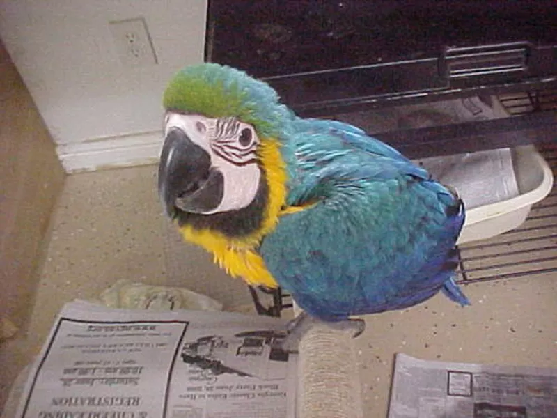 6дома,  поднятые и зарегистрирован синих и золотых попугаи ара для прод