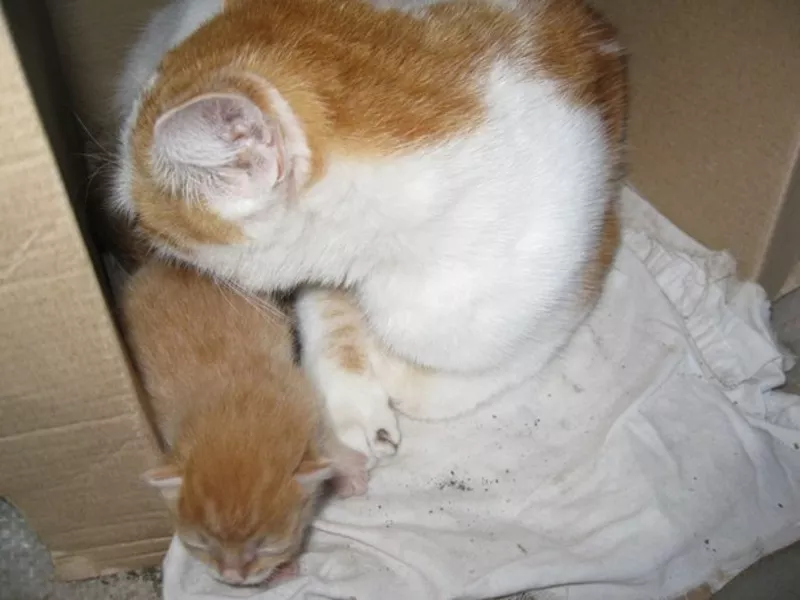 Молодая кошечка с котенком ищут новый дом 2